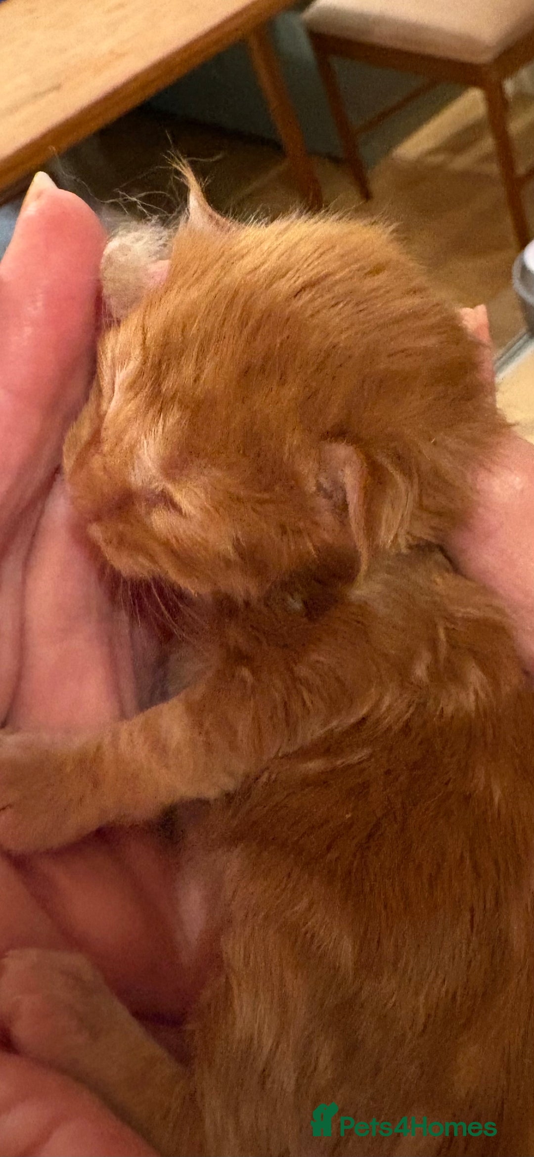 Maine Coon cats for sale: Maine Coon cuties - Advert 23