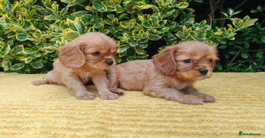 Cavalier King Charles Spaniel dogs - Advert 4