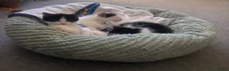 Mixed Breed cats for sale: Three beautiful boys  - Advert 4