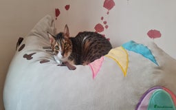 Mixed Breed cats for adoption: Lovely and fun Kito looking for a warm home <3 - Image 6