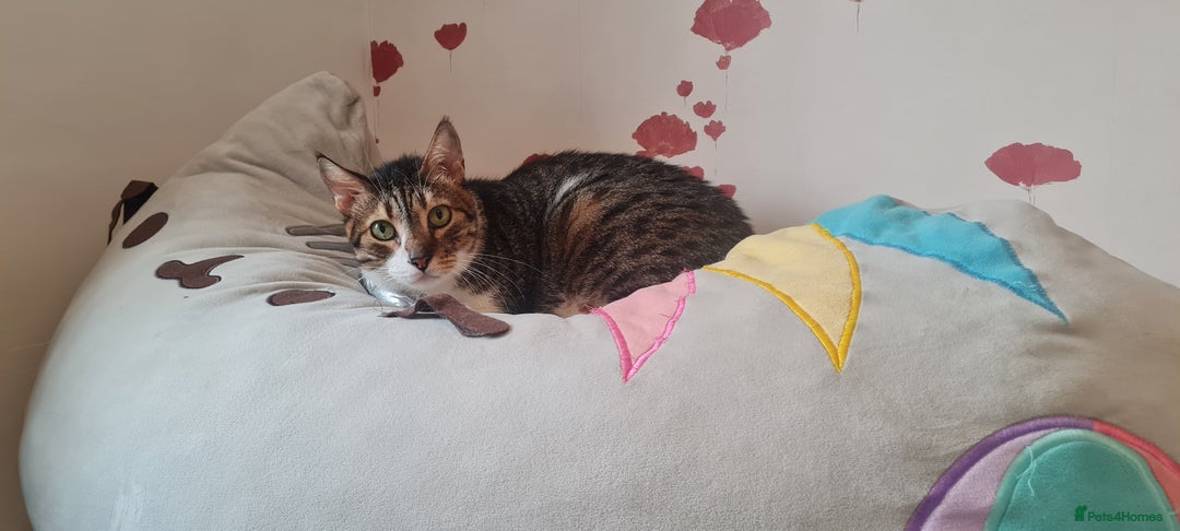 Mixed Breed cats for adoption: Lovely and fun Kito looking for a warm home <3 - Image 6