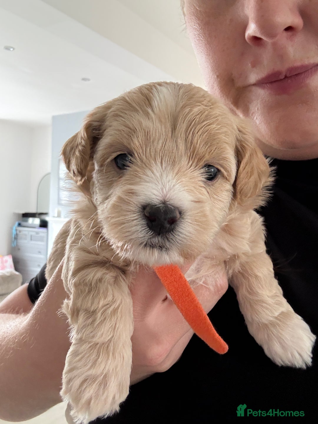 Maltipoo dogs for sale: Beautiful Male Maltipoo F1 Pups - Image 29