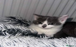 British Shorthair cats for sale: Kittens for sale bradford - Image 14