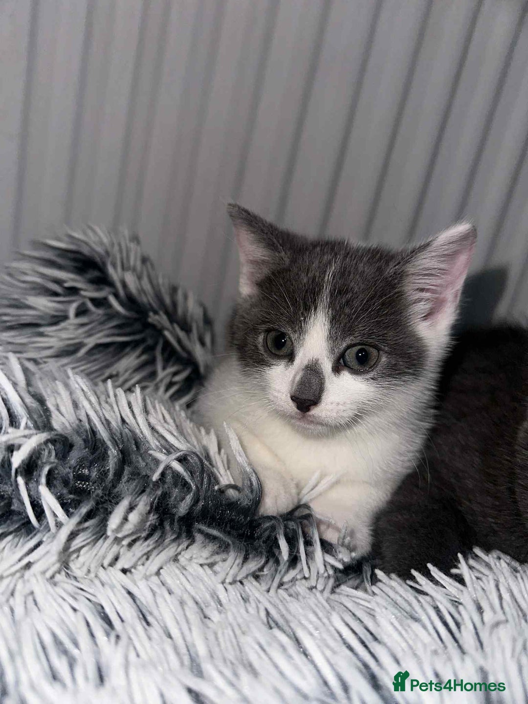 British Shorthair cats for sale: Kittens for sale bradford - Image 14
