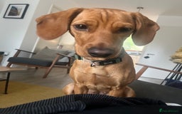Mixed Breed dogs for sale: Hungarian Vizsla Mix - Image 7