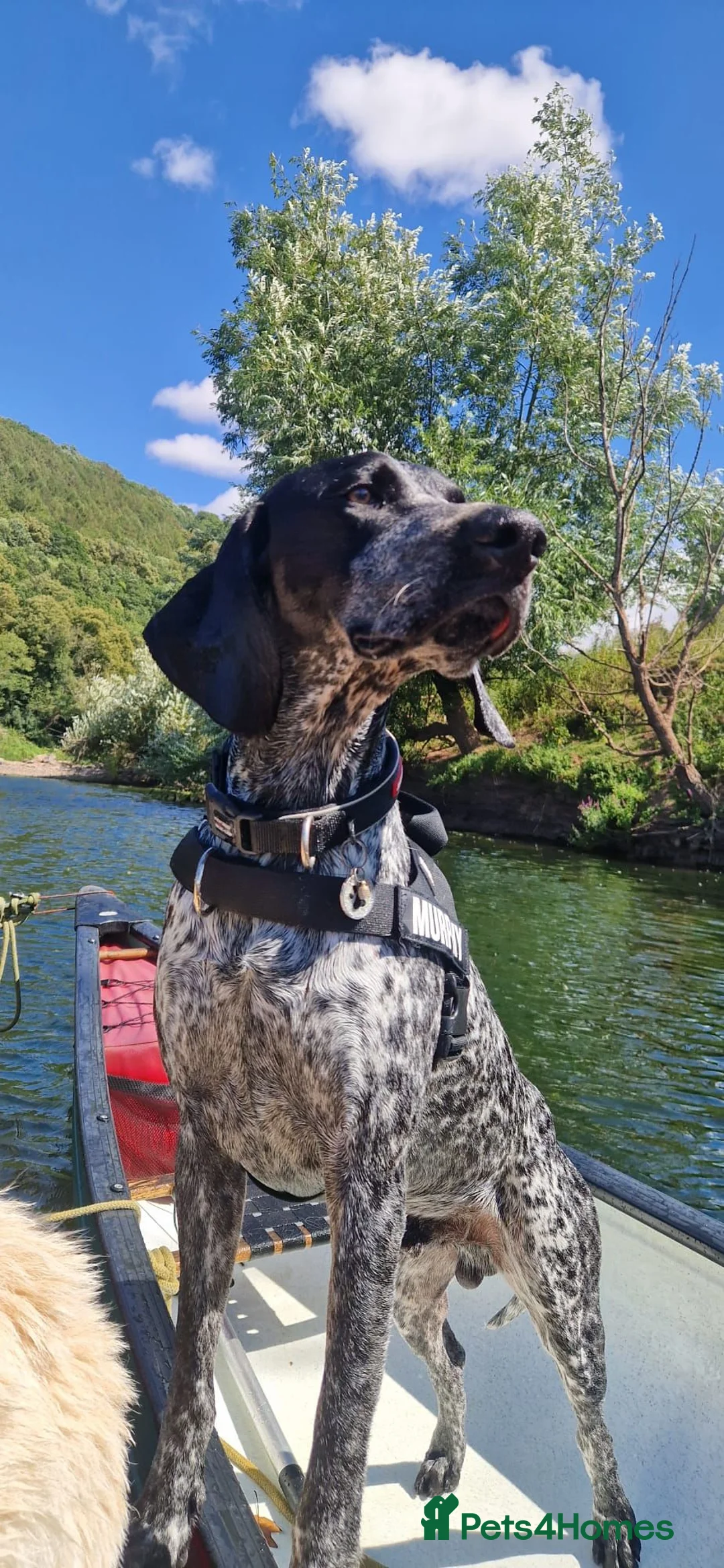 German Shorthaired Pointer dogs for stud: Murphy McDonald in Newport - Advert 1