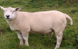 Sheep livestock for sale: Organic Texel purebreed tup/ ram - Image 3