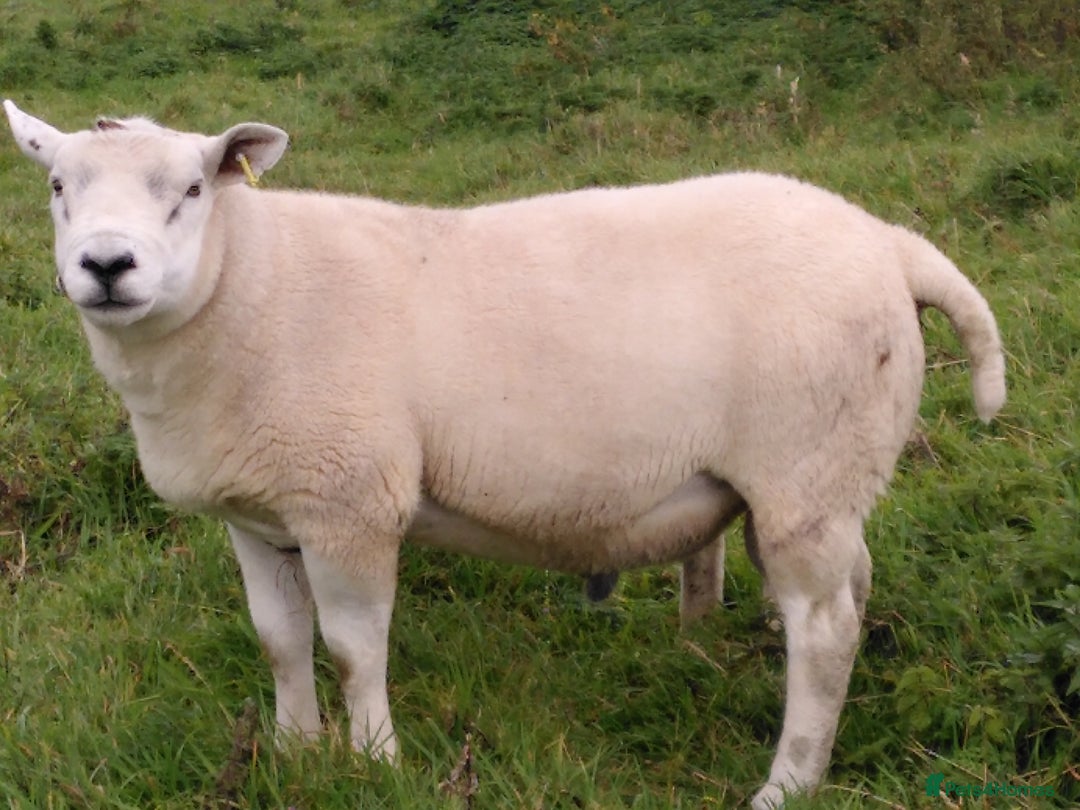 Sheep livestock for sale: Organic Texel purebreed tup/ ram - Image 3