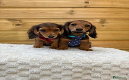 Dachshund dogs for sale: PRA clear miniature dachshund puppies long hair - Image 4