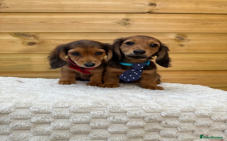 Dachshund dogs - Advert 14