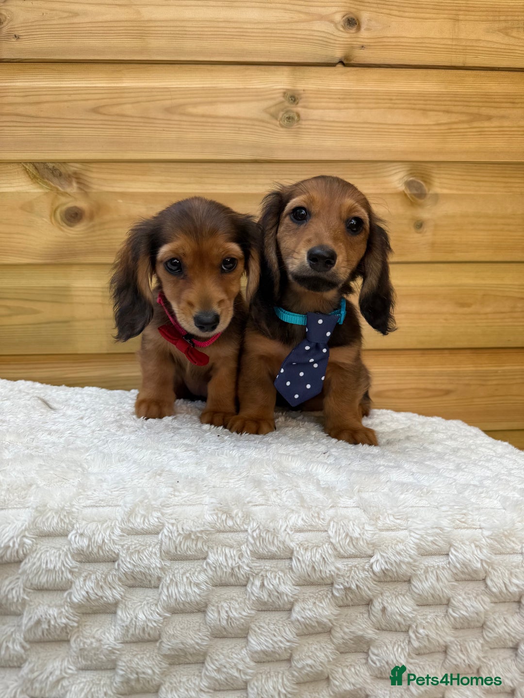Dachshund dogs for sale: PRA clear miniature dachshund puppies long hair - Image 4