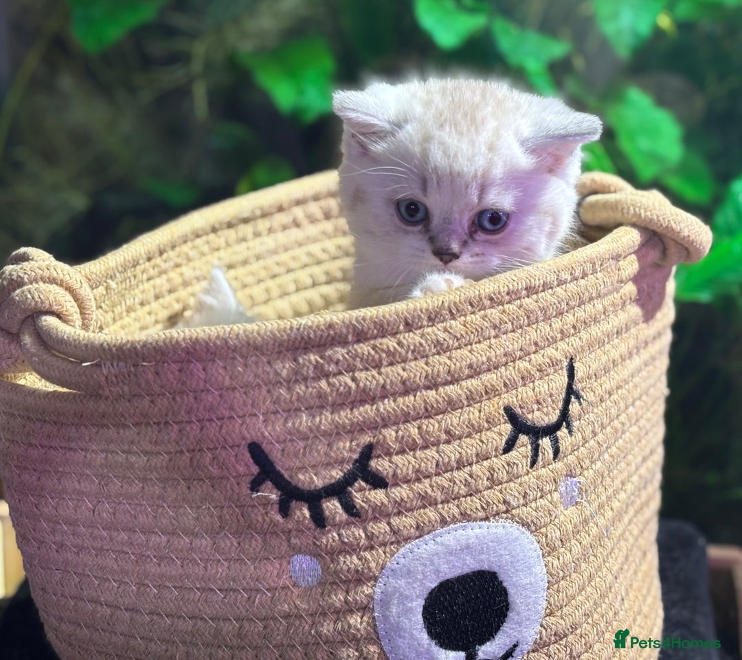 Scottish Fold cats for sale: TICA Full Pedigree kitten available  - Image 16
