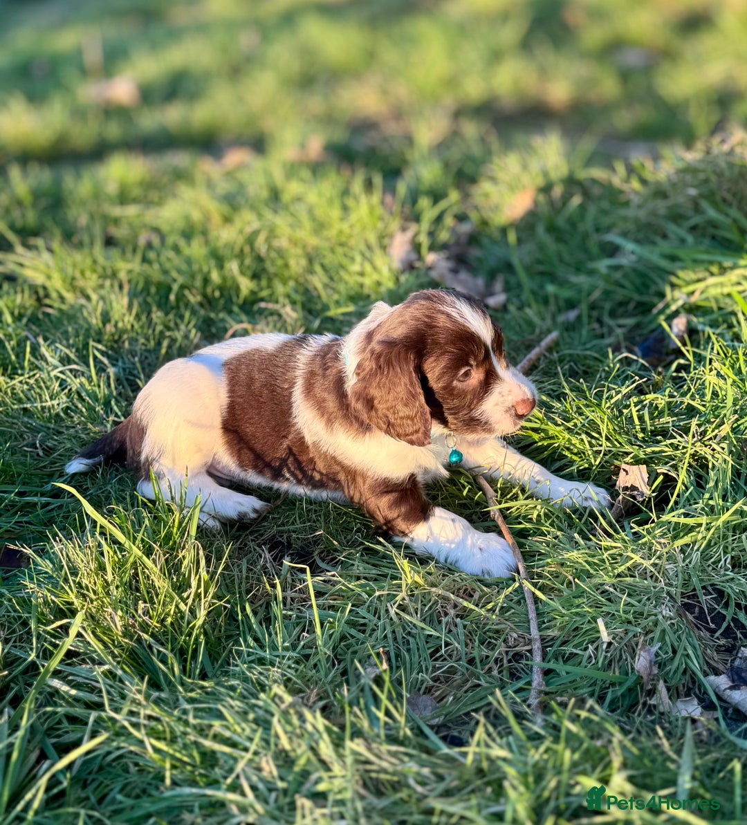 English Springer Spaniel dogs for sale: Beautifully marked, kc registered, legally docked. - Advert 18