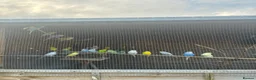 Budgerigars birds for sale: Baby Budgies for sale  - Advert 2