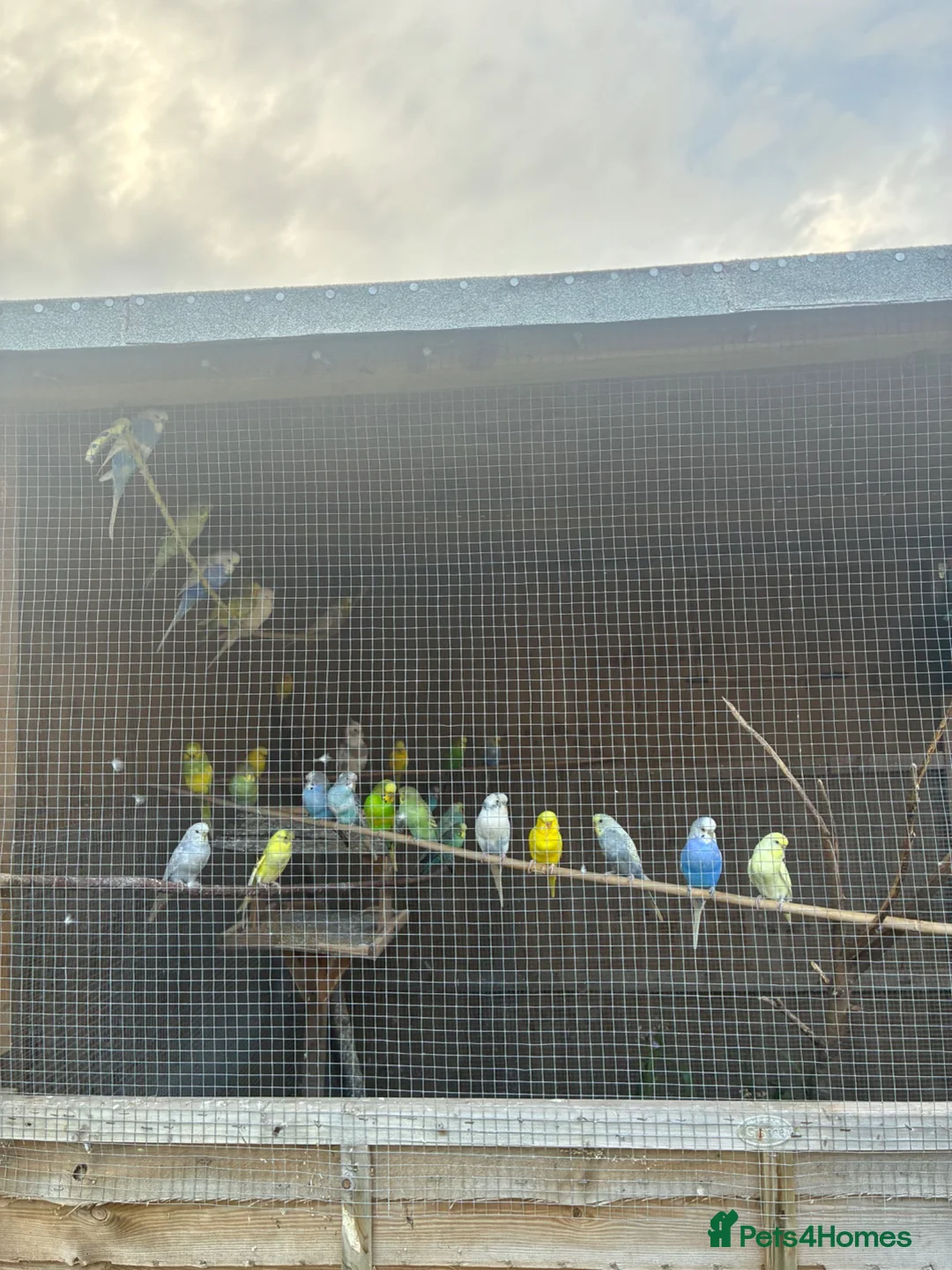 Budgerigars birds for sale: Baby Budgies for sale  - Advert 2