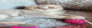 Scottish Fold Kitten 4