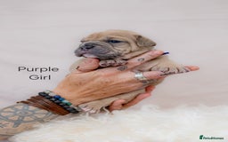Olde English Bulldogge dogs for sale: Olde english bulldog  - Image 2
