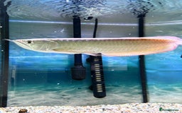 Swordtails fish for sale: Arowana 12.5 inches  - Image 3