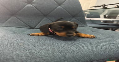 Miniature Dachshund dogs Miniature Dachshund puppy’s PRA clear - Advert 7