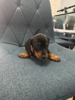 Miniature Dachshund dogs Miniature Dachshund puppy’s PRA clear - Advert 8