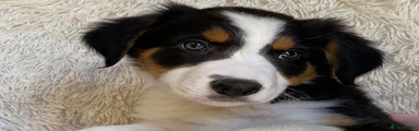 Border Collie Puppy 1