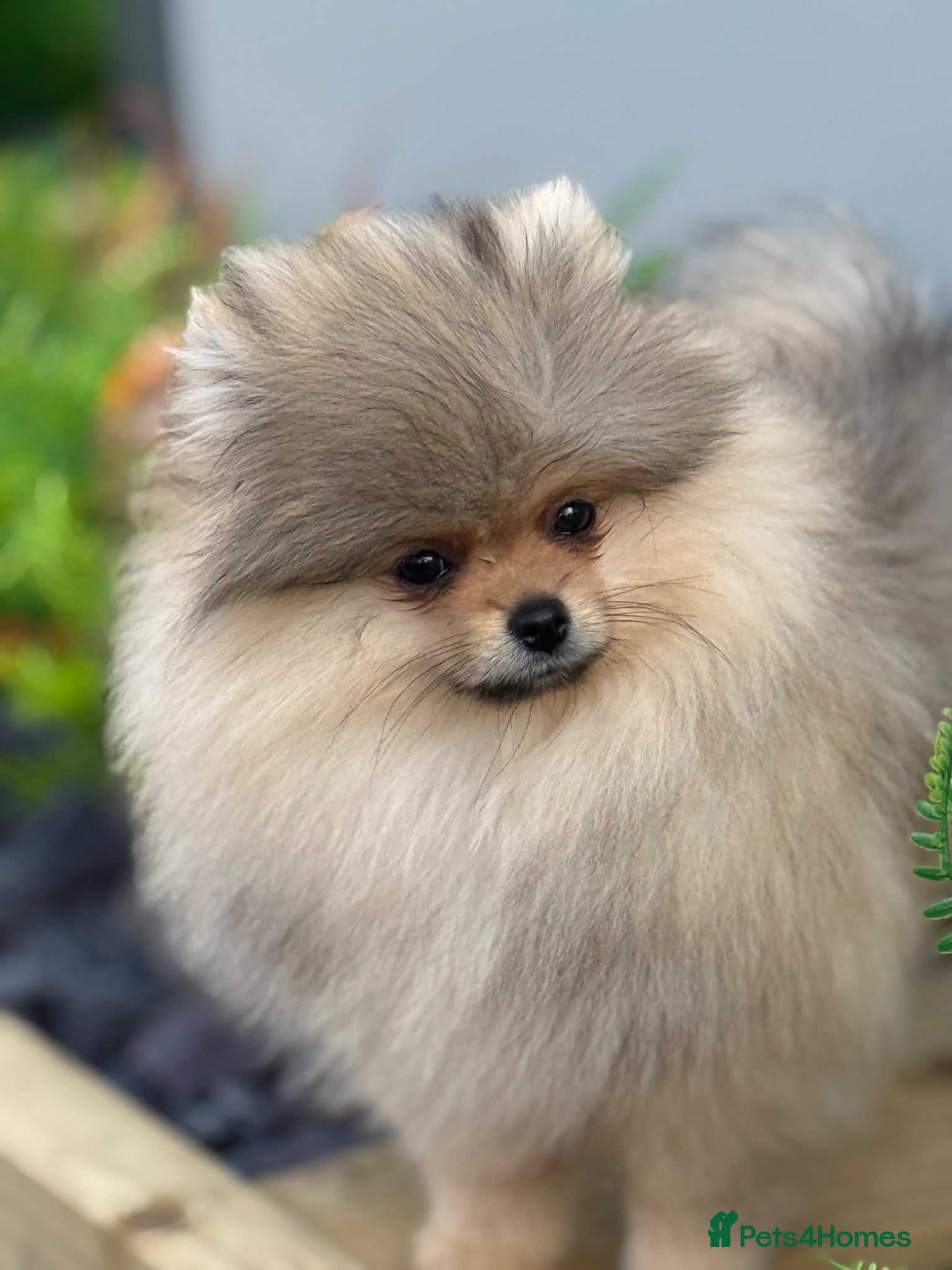 Pomeranian dogs KC Pomeranian Girl ready now  - Advert 2