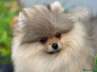 Pomeranian dogs KC Pomeranian Girl ready now - Advert 2