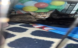 Siberian cats for sale: Siberian x Chartreux - Image 5