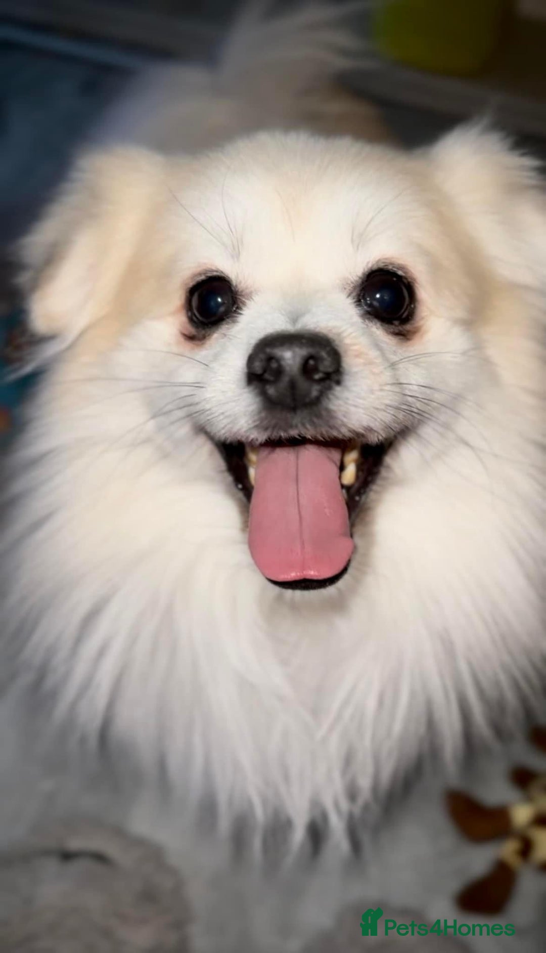 Mixed Breed dogs for sale: Gentle White Pomeranian Needs Loving Forever Home  - Advert 3