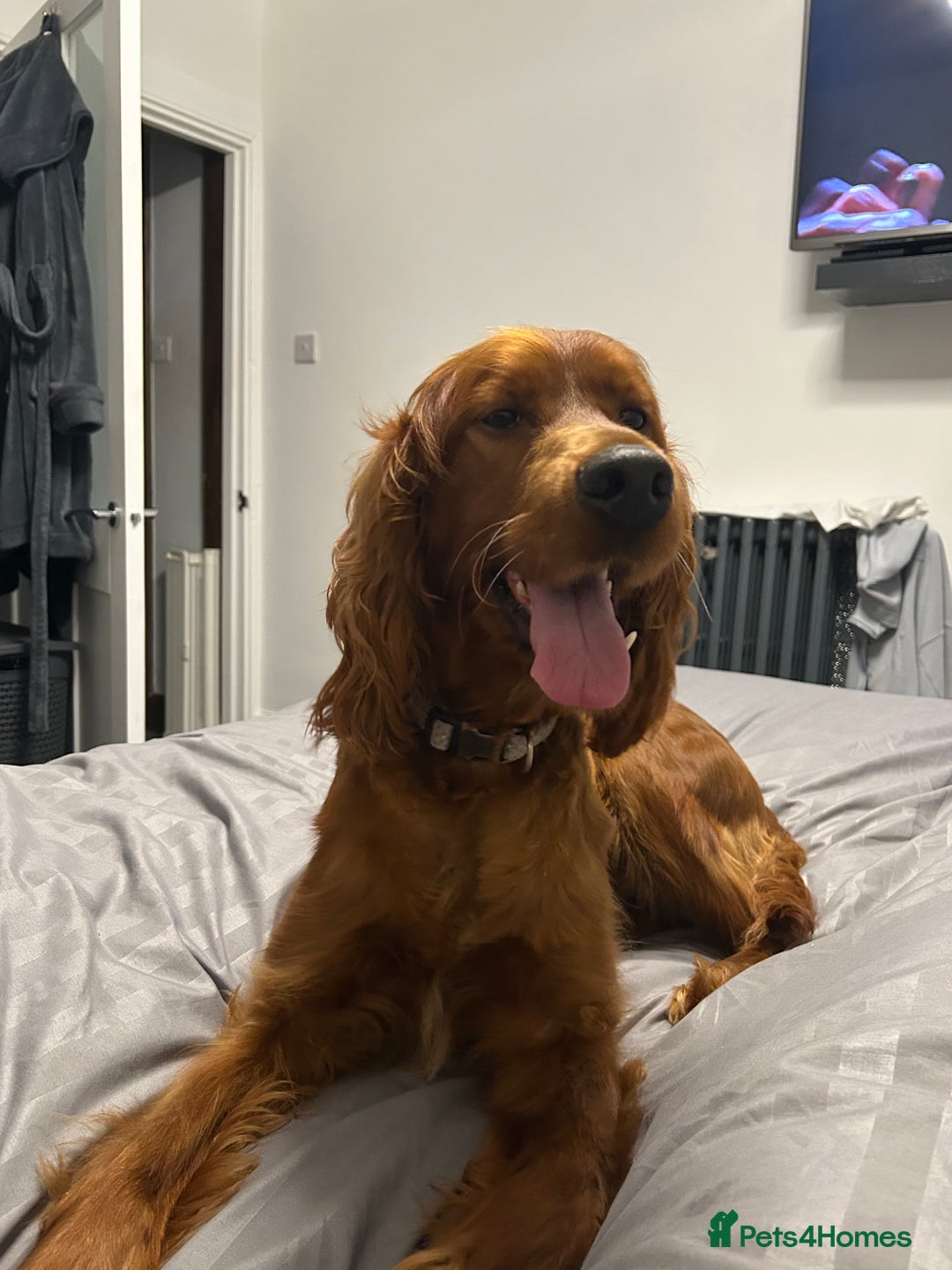 Irish Setter dogs for sale: Out standing litter of kc reg Irish setters - Image 19