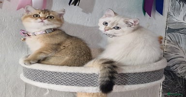 British Shorthair cats - Advert 3