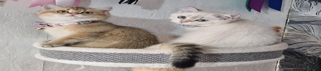 British Shorthair Kitten 2