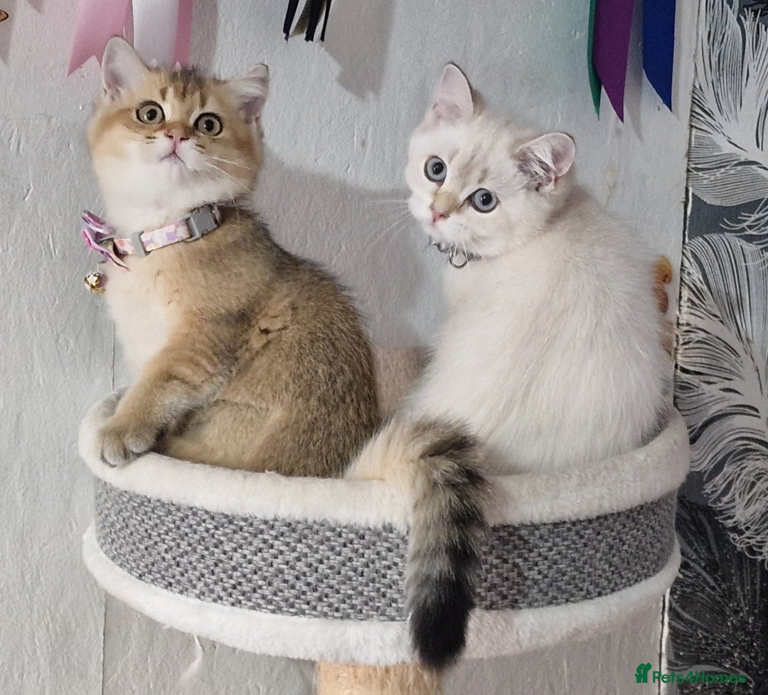 British Shorthair cats for sale: British shorthair kittens Champion parents  - Image 7