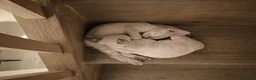 Devon Rex cats for sale: Devon Rex kittens pointed💙blue eyes💙 - Advert 18