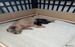 Border Terrier dogs for sale: HOME BRED GRIZZLY BORDER BOYS - Image 4