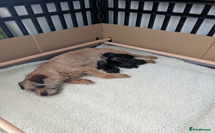 Border Terrier dogs - Advert 2