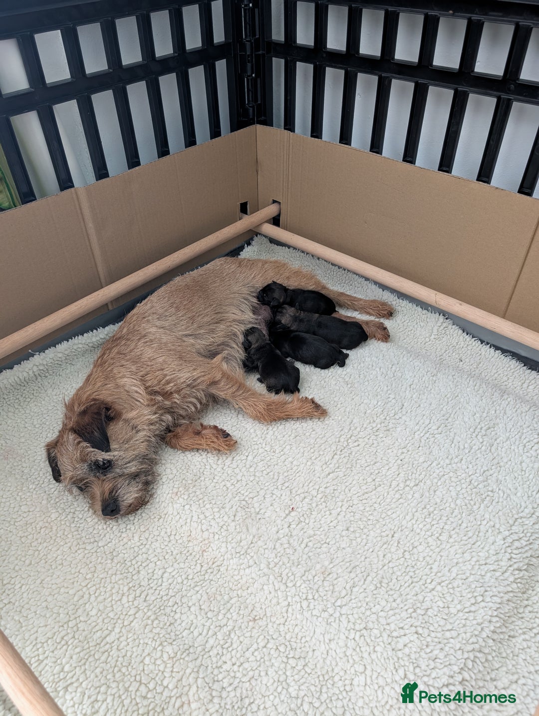 Border Terrier dogs for sale: HOME BRED GRIZZLY BORDER BOYS - Image 4