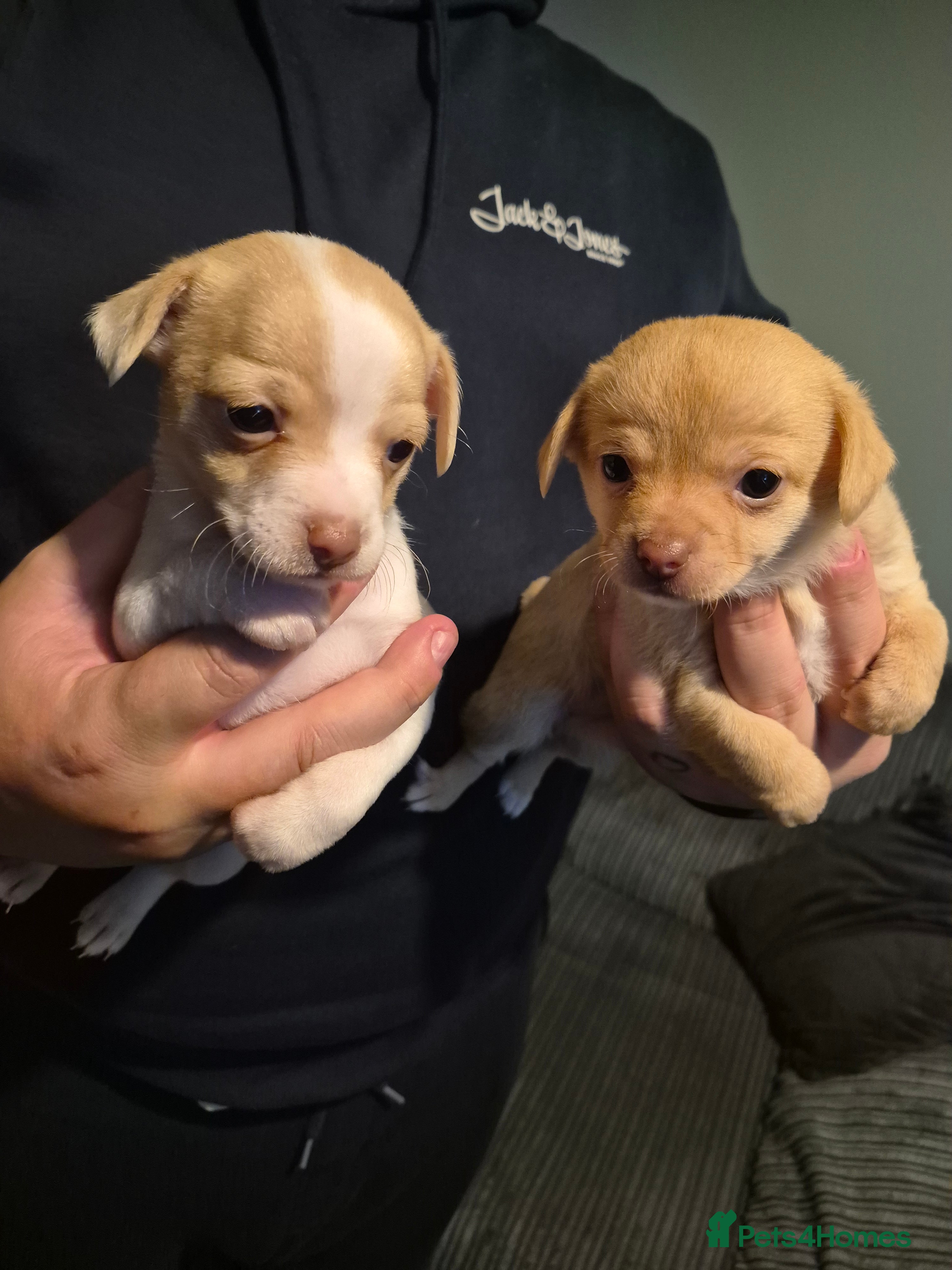 Chihuahua dogs 2 beautiful girl chihuahuas  - Advert 5