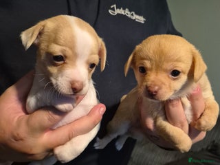 Chihuahua dogs 2 beautiful girl chihuahuas - Advert 14