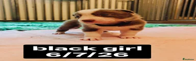 Black collar girl
