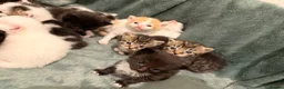 Mixed Breed cats for sale: 2 separate litters! 2 mamas 12 kittens. - Advert 3