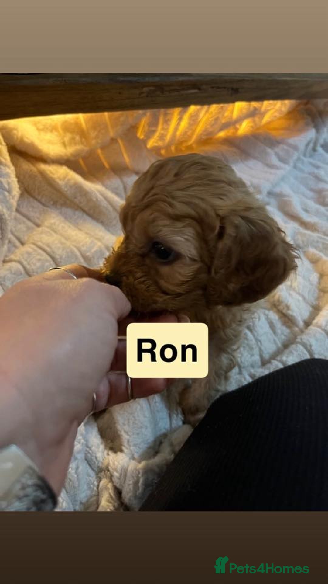 Cavapoo dogs for sale: Stunning Cavapoo Puppies - Advert 17