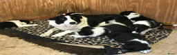 Border Collie dogs for sale: QUALITY BORDER COLLIE PUPPIES CHAMPION LINES in Cardiff - Advert 26