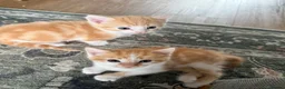 Mixed Breed cats for sale: Two Ginger Male Kittens  in Bicester - Advert 8