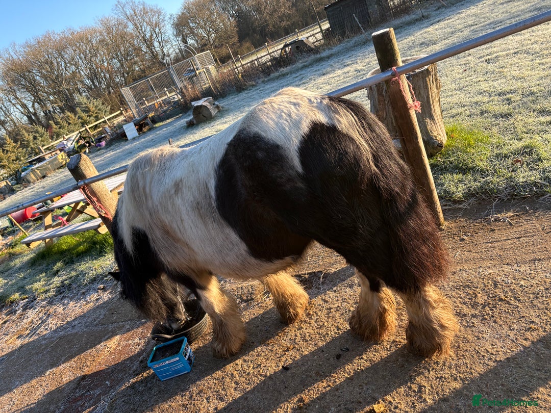 Irish Cob horses for sale: Duchess  - Advert 8