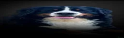 Old English Sheepdog dogs for sale: Old english sheepdog x bernese mountain dog - Advert 6
