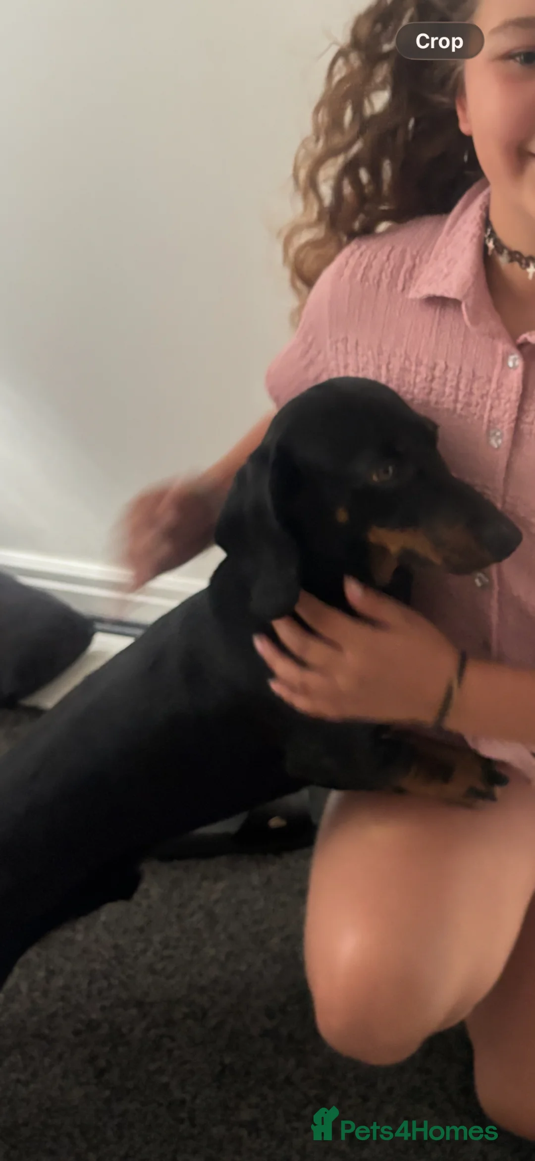Dachshund dogs for stud: Prince Ben is our beautiful silky boy in Sutton-in-Ashfield - Advert 5