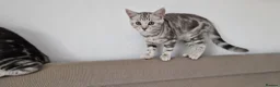 British Shorthair cats for sale: Lovely kittens - Advert 19