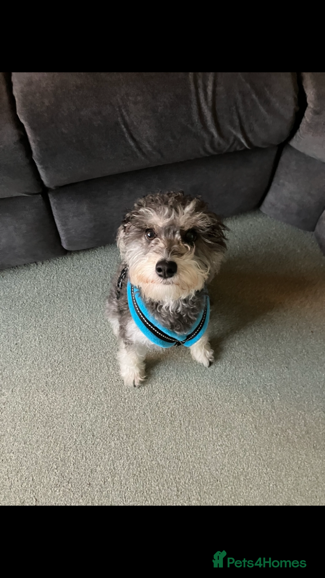 Schnoodle dogs for stud: F1 schnoodle stud  - Advert 3