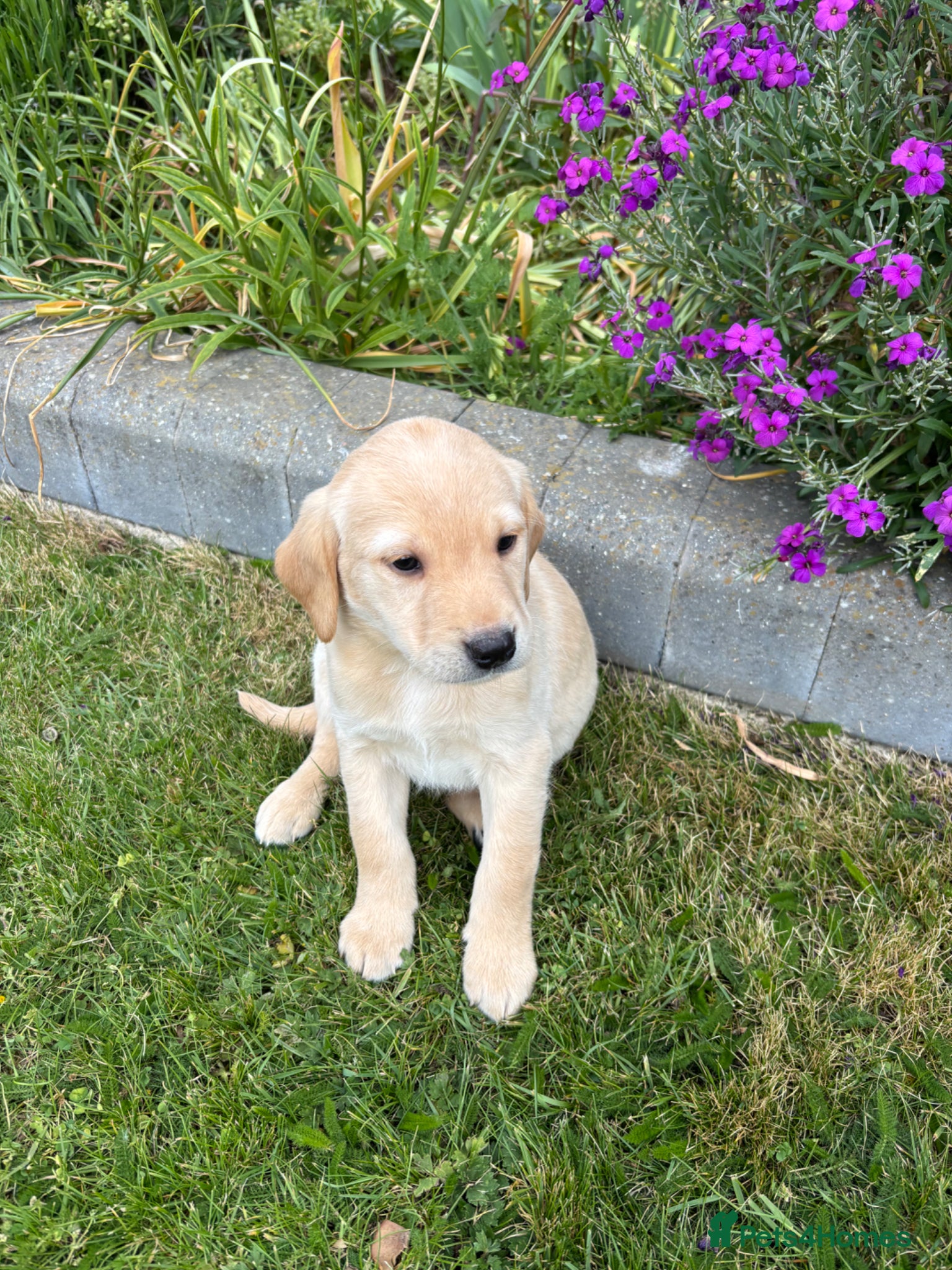 Labrador Retriever dogs QUALITY LABRADOR PUPPIES VIEWINGS AVAILABLE NOW - Advert 2